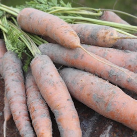 Apetit kasvattaa sopimusviljelyalaansa erityisesti herneellä, porkkanalla ja perunalla. 