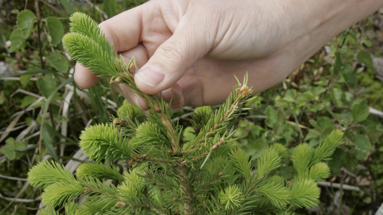 Seuraavan kevään kasvu paljastaa myyrien talviset vierailut taimikossa. Metsämyyrä on napsaissut kärkisilmun ja nyt taimesta versoo kaksi latvaa.