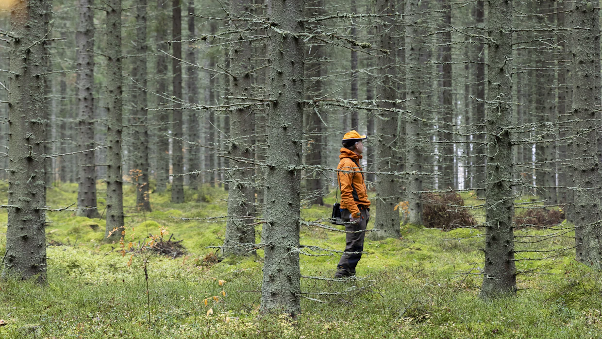 Metsänomistajaa voi näinä aikoina vaivata epätietoisuus tukin hinnan kehityksestä.