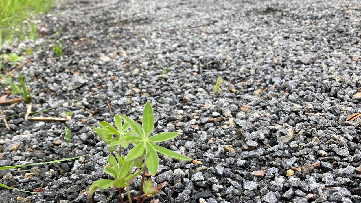 Pienet lupiinin taimet saa vielä helposti nyhdettyä juurineen. Myöhemmin esiintymän hävittäminen on lähes mahdotonta.