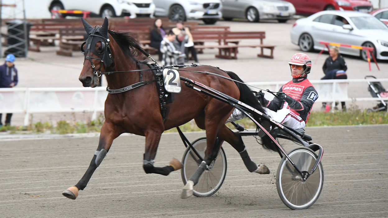 Kuvassa Santtu Raitalan ajamana Kriteriumiin valmistautuva ja siinä kolmanneksi sijoittunut Lightning Stride tulee samalta emälinjalta kuin nyt siitostammaksi myyty Undeniable Stride.
