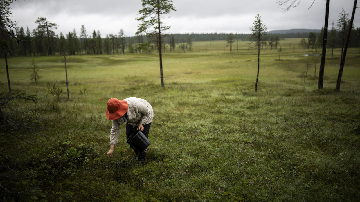 Hilla kypsyy joka vuosi hieman eri aikaan ja on epävarmaa, onko sato parhaimmillaan juuri silloin, kun itse ehtii apajille.