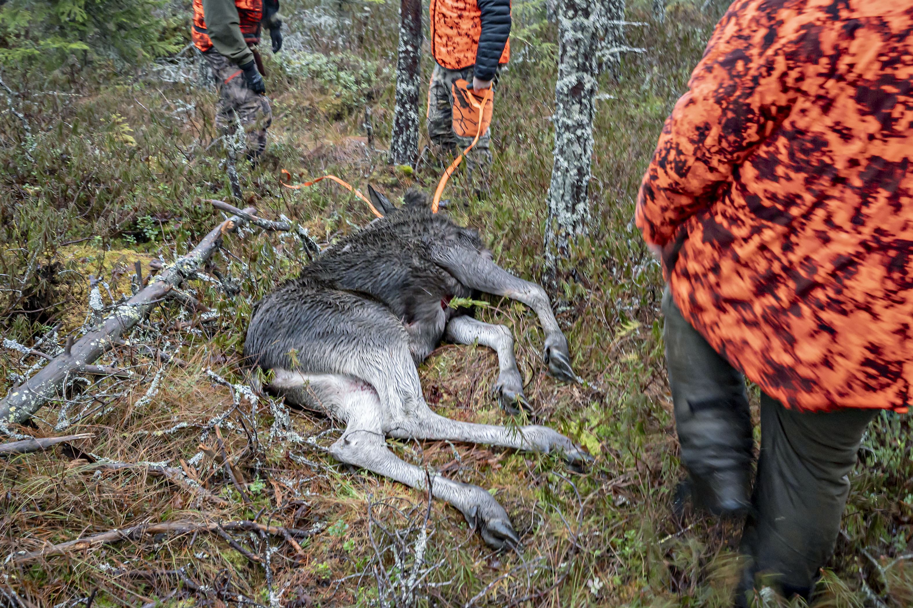 Hirvijahdissa tapahtui onnettomuus. Kuvituskuva. 