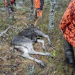 Seurue kaatoi yhteensä neljä aikuista hirveä ja kaksi vasaa. Kuva ei liity tapaukseen.