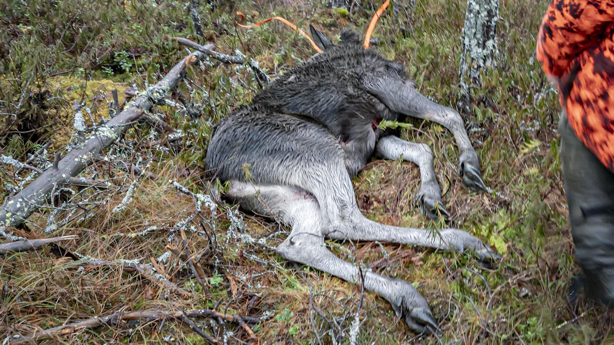 Seurue kaatoi yhteensä neljä aikuista hirveä ja kaksi vasaa. Kuva ei liity tapaukseen.
