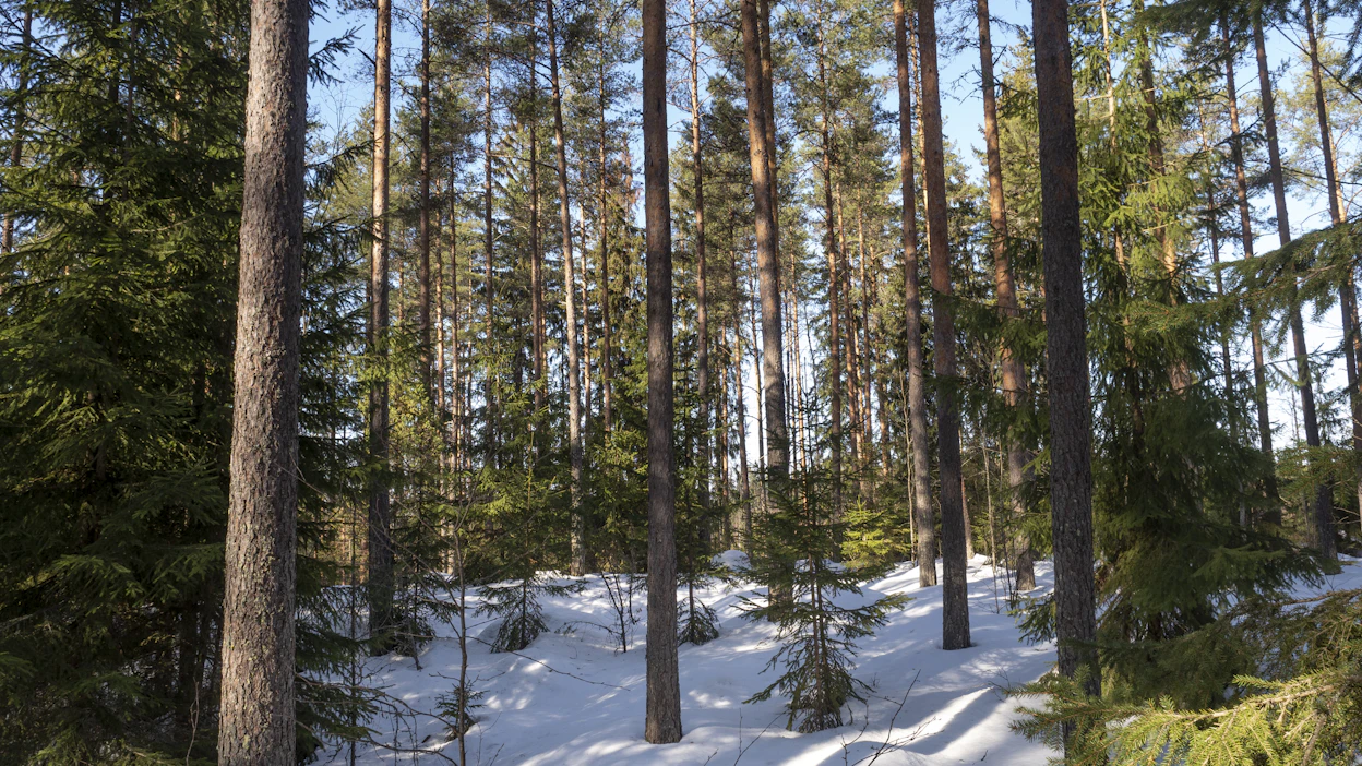 Maanomistajien liiton varapuheenjohtaja Jari Leppä muistuttaa, että myös harmaalla alueella toimivat rajoitukset, esimerkkinä metsien HCV-alueet, heikentävät selkeästi omaisuudensuojaa.