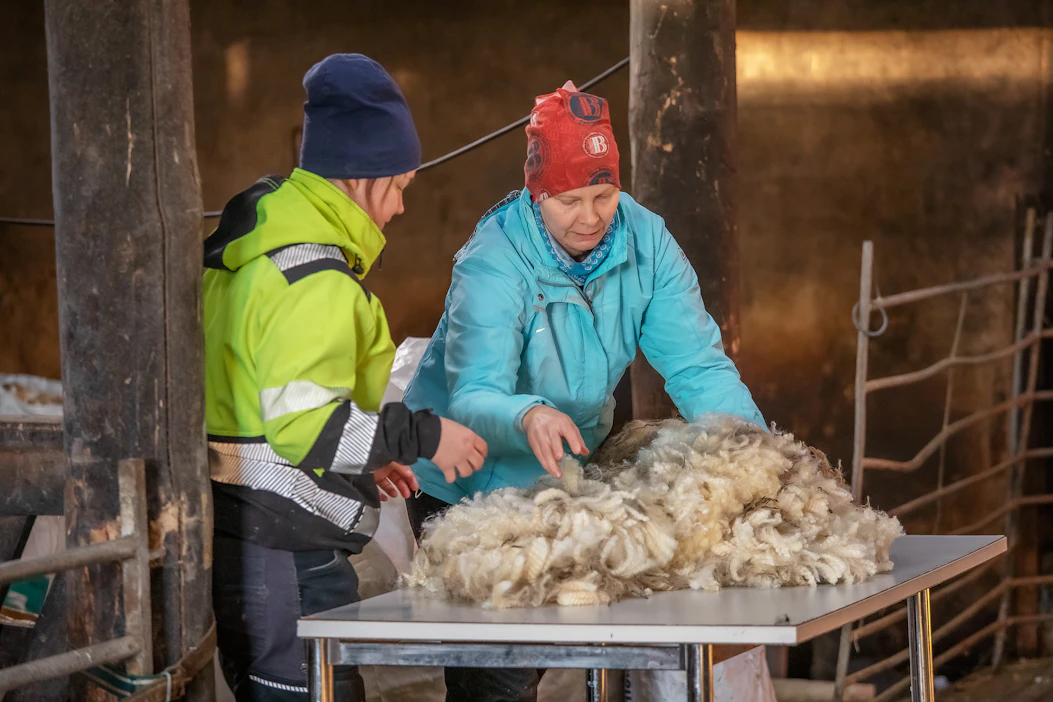 Lampuri Heli Jolkkonen (oik.) ja Henna Timoskainen lajittelemassa villaa Jolkkosen tilalla Polvijärvellä.