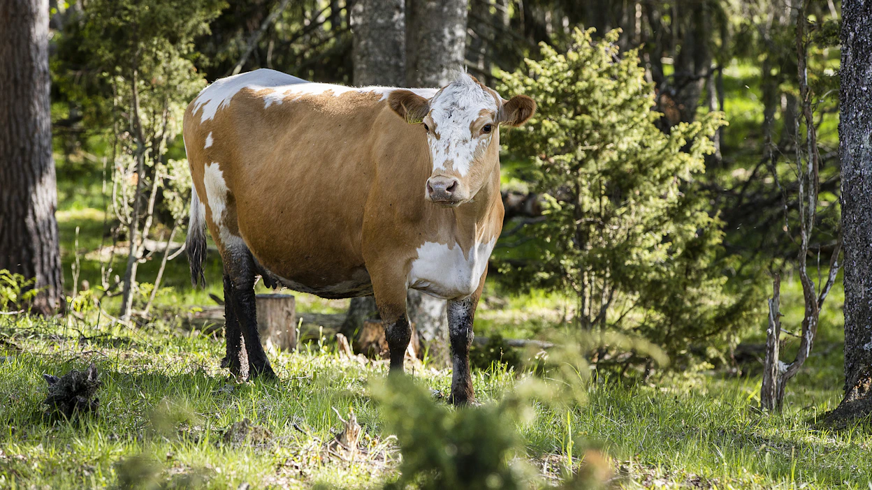 Lehmiä laidunnetaan välillä metsässä myös Suomessa, mutta ei maastopaloja ehkäisemässä.
