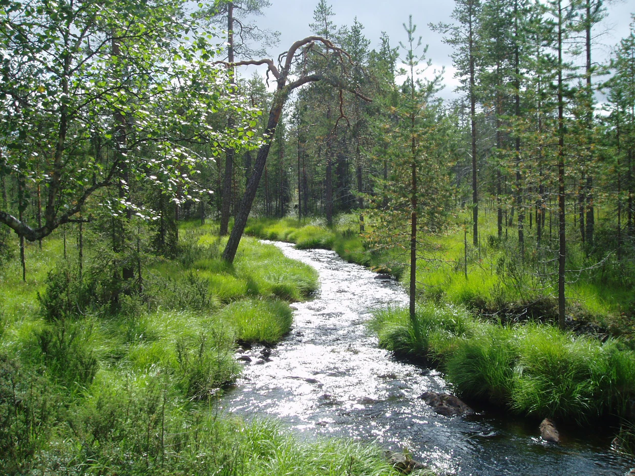 Metso-kohteena oleva virtaava puro.