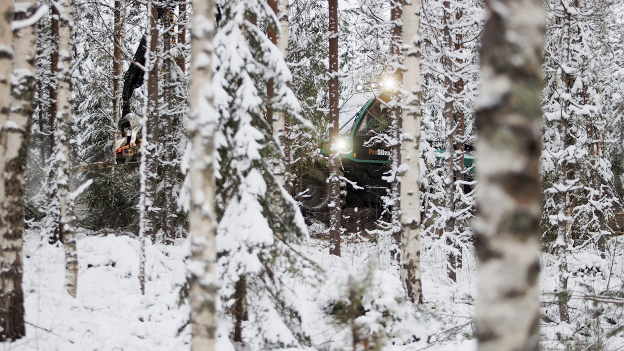 Koivukuitupuusta maksettiin viime viikolla keskimäärin noin 25 euroa kuutiolta.