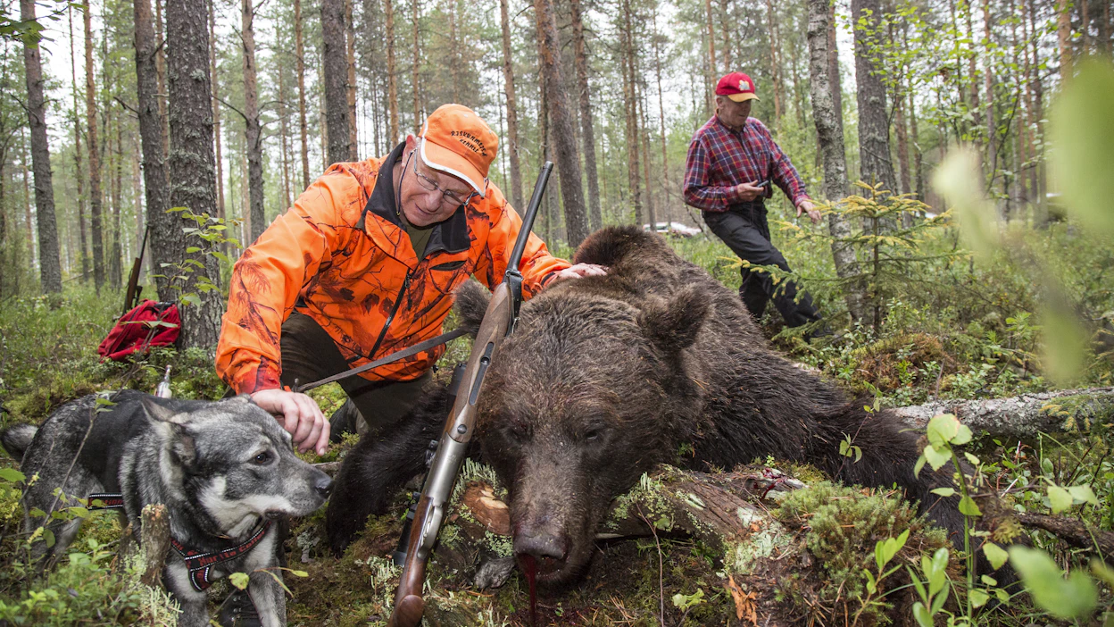 Hans Brintwin ja Veikko Hakkarainen karhujahdissa Lieksassa vuonna 2017.