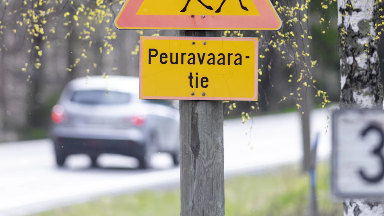 Viime vuonna Suomessa sattui yli 6 400 peurakolaria, mikä lähentelee huippuvuosien lukemia.