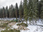 Puutavaralajeista eniten on noussut koivukuitupuun hinta, jonka keskikantohinta oli viime viikolla 28 prosenttia korkeampi kuin vuoden alussa. Tukkien hinnat ovat kohonneet 11–12 prosenttia.
