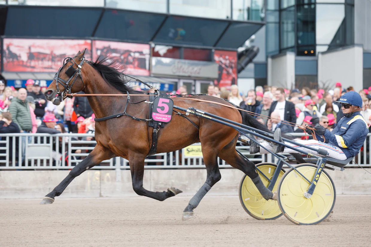 Click Bait sijoittui viime vuonna Elitloppet-finaalissa Ulf Ohlssonin ohjastamana viidenneksi.