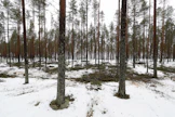 EU:n metsiin kodistuvien päätösten seurauksena korjuukustannukset voisivat kasvaa merkittävästi ja kalusto- ja kuljettajatarve jopa 15 prosenttia nykytilaan verrattuna.