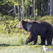 Riistakeskuksen karhusaaliskartan mukaan Posiolla ammuttiin maanantaina uroskarhu. Kuvituskuva.