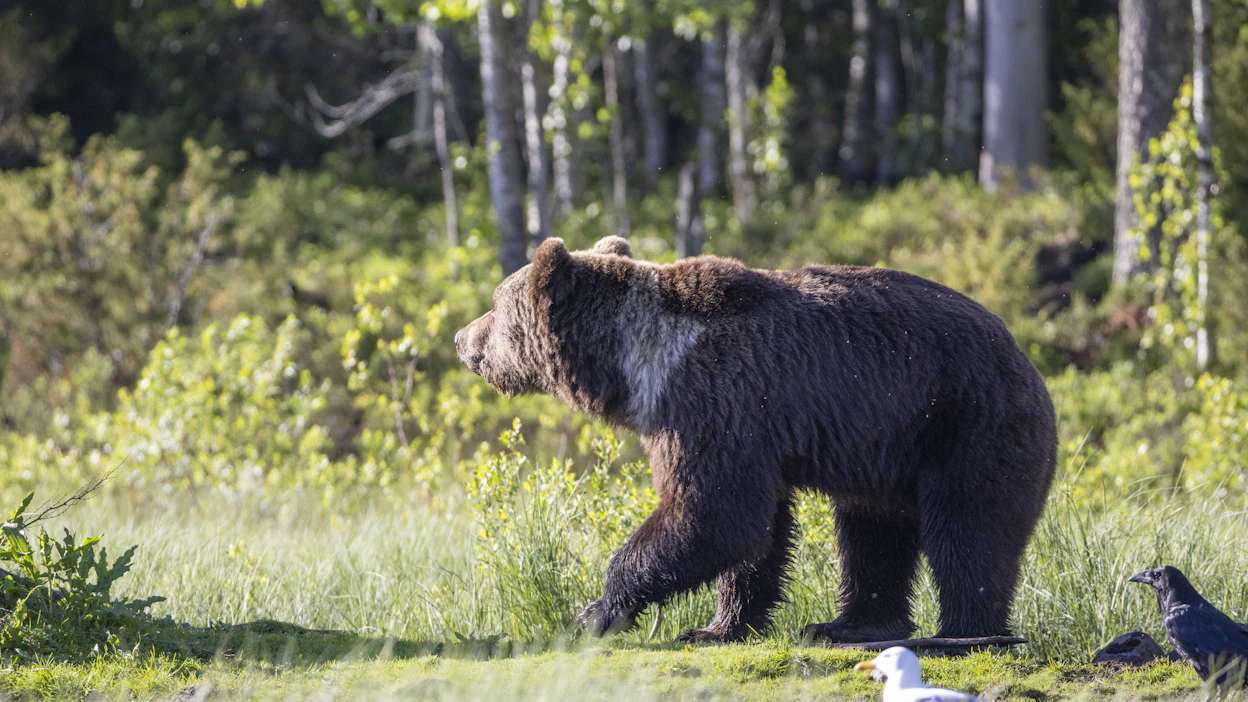 Riistakeskus on myöntänyt tulevalle metsästyskaudelle 10 poikkeuslupaa karhun kannanhoidolliseen metsästykseen Lieksassa.