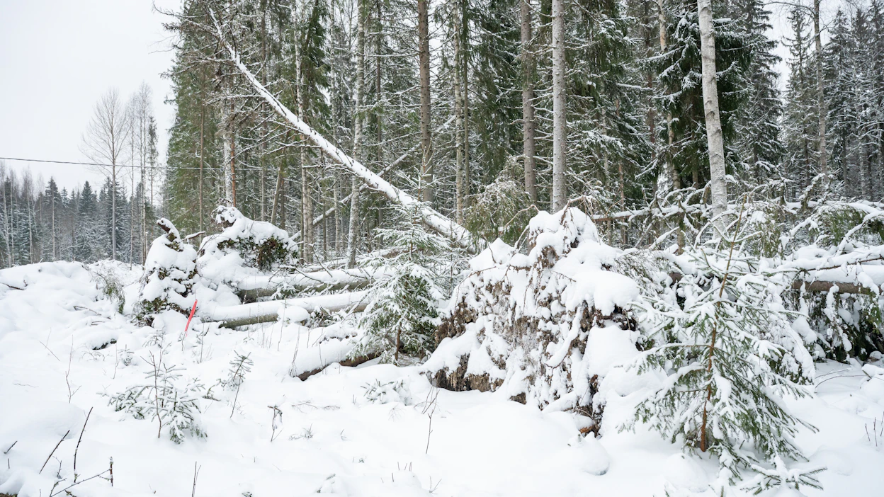 Johannes-myrkyn kaataneen joulukuun lopussa Ruotsissa lähes 11 miljoonaa kuutiometriä metsää. Kuvassa Suomessa Hanneksena tunnetun myrskyn aikaansaannoksia.