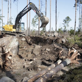 Selvyyttä metsäkatoasetuksen vaikutuksista navettarakentamiseen tuskin saadaan lähiakoina.