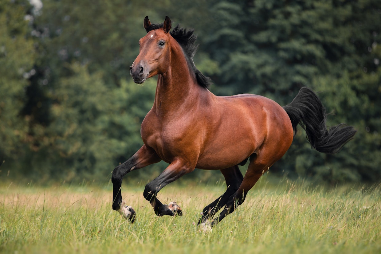 Hevosen pienet haavat paranevat paremmin haavasuihkeen avulla.