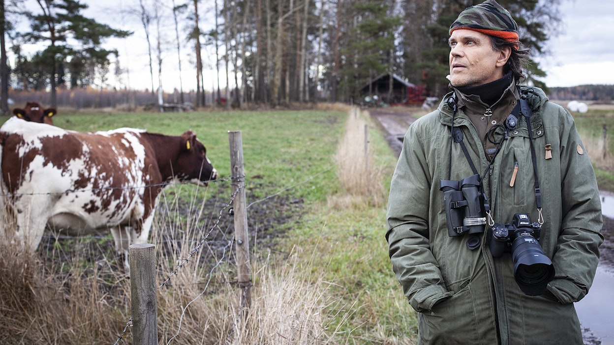 Kun Mauri Leivolla on huolia ja murheita, hän menee katselemaan kotikylänsä lehmiä laitumen äärelle. Stressi poistuu isoja ja levollisia eläimiä seuratessa.