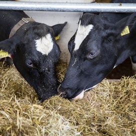 Tuotantoeläinten ruuansulatuksessa syntyvän metaanin määrä oli 2,1 miljoonaa tonnia CO2-ekv vuonna 2020. 