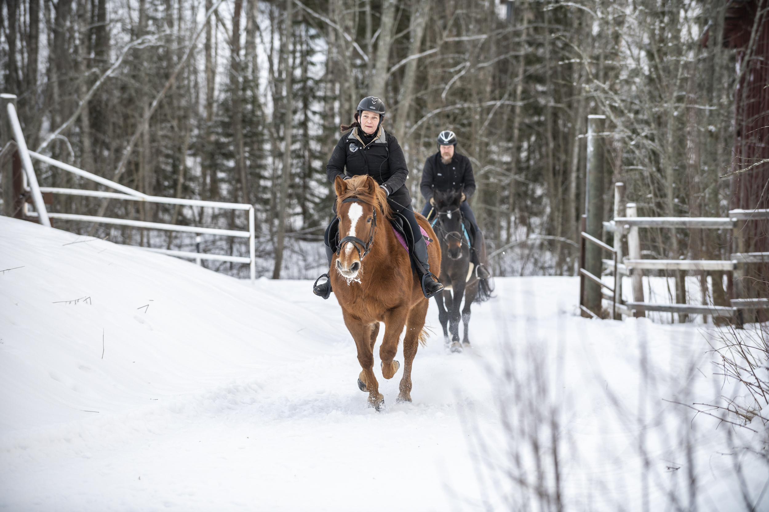 Okeroisten hoidetuilla maastoreiteillä pakkaspäivänä viihtyvät Mervi ja Riku Pasanen ratsujensa Taran ja Safun kanssa.