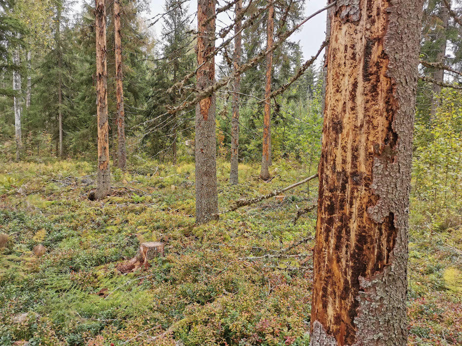 Viime vuosina kirjanpainajatuhoja on aiheuttanut varsinkin kuivuus. Aikaisemmin tuhot olivat usein seurausta metsän tuulituhoista.