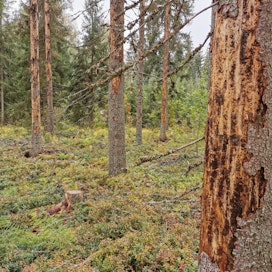 Kevätkesällä kuusiin iskevät kirjanpainajat tappavat puut pystyyn.