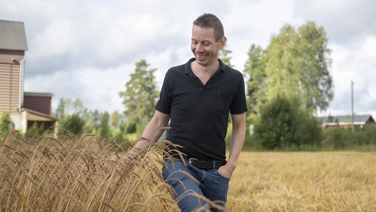 Spelttivehnä alkaa olla puintikypsää. Birkkalan tilan isäntä Simo Larmo on tyytyväinen satonäkymiin.