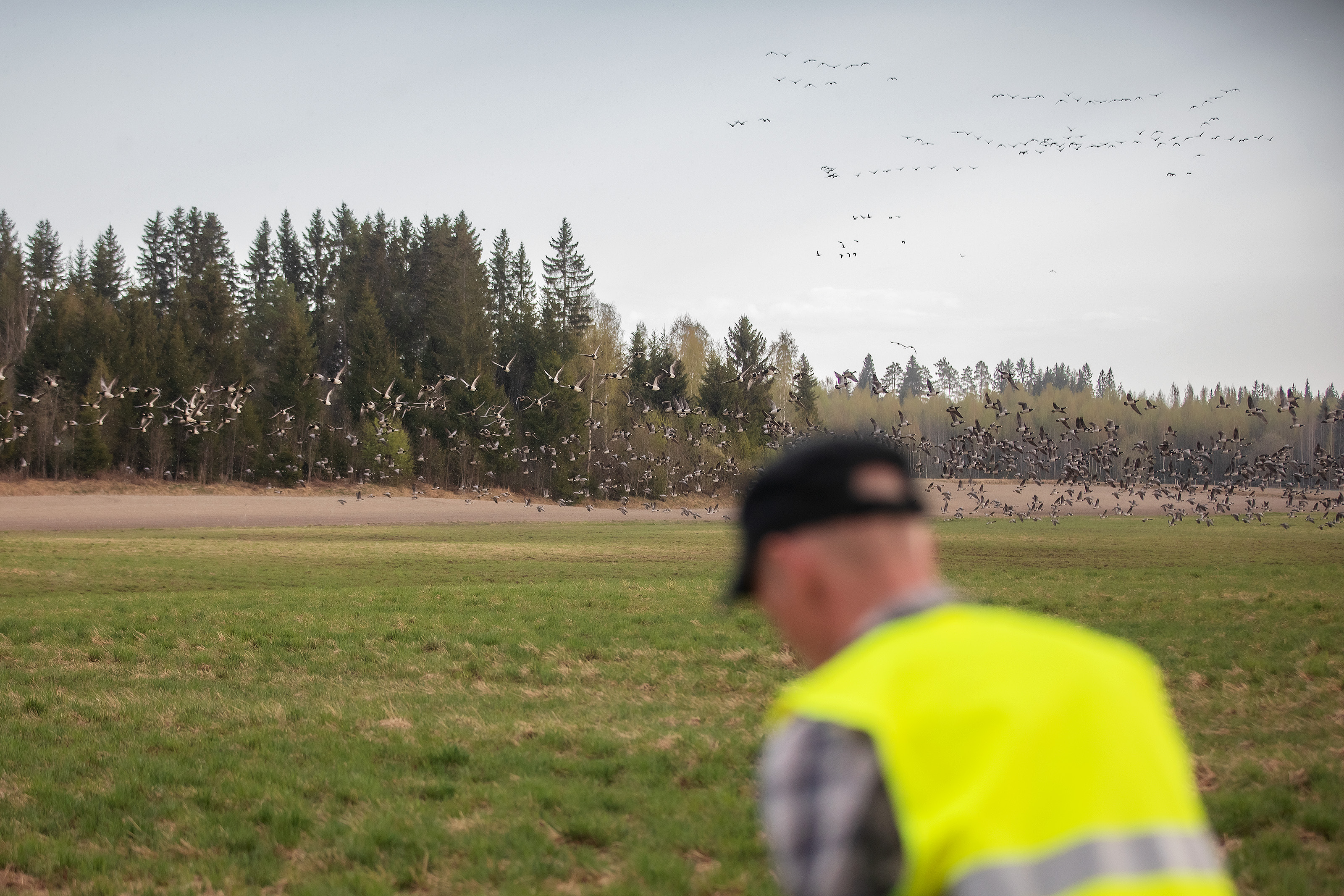 Hanhien karkoitusta Liperissä. 
