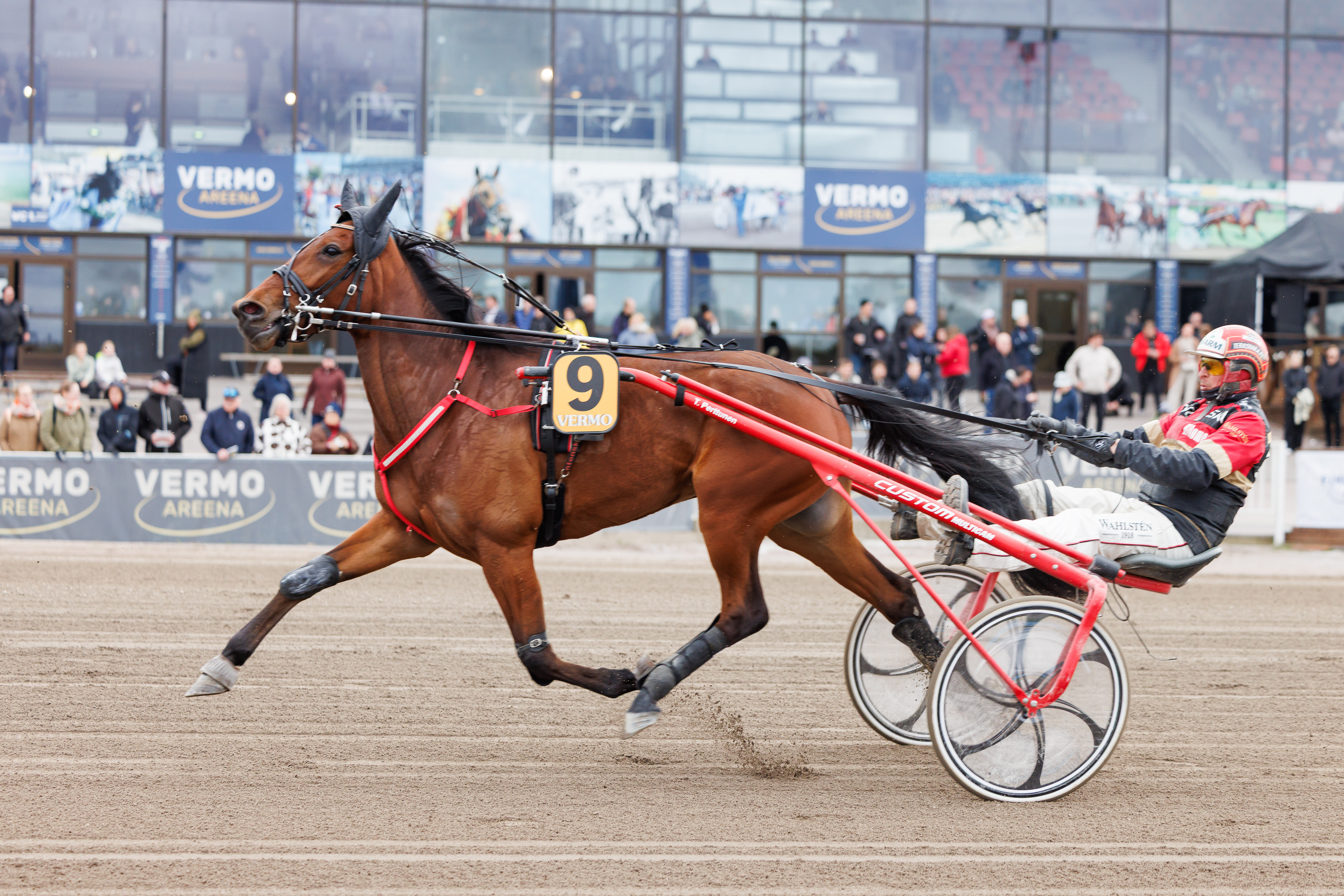 Lady Cashin kilpailu-uran lukemat ovat Tapio Perttusen käsialaa.
