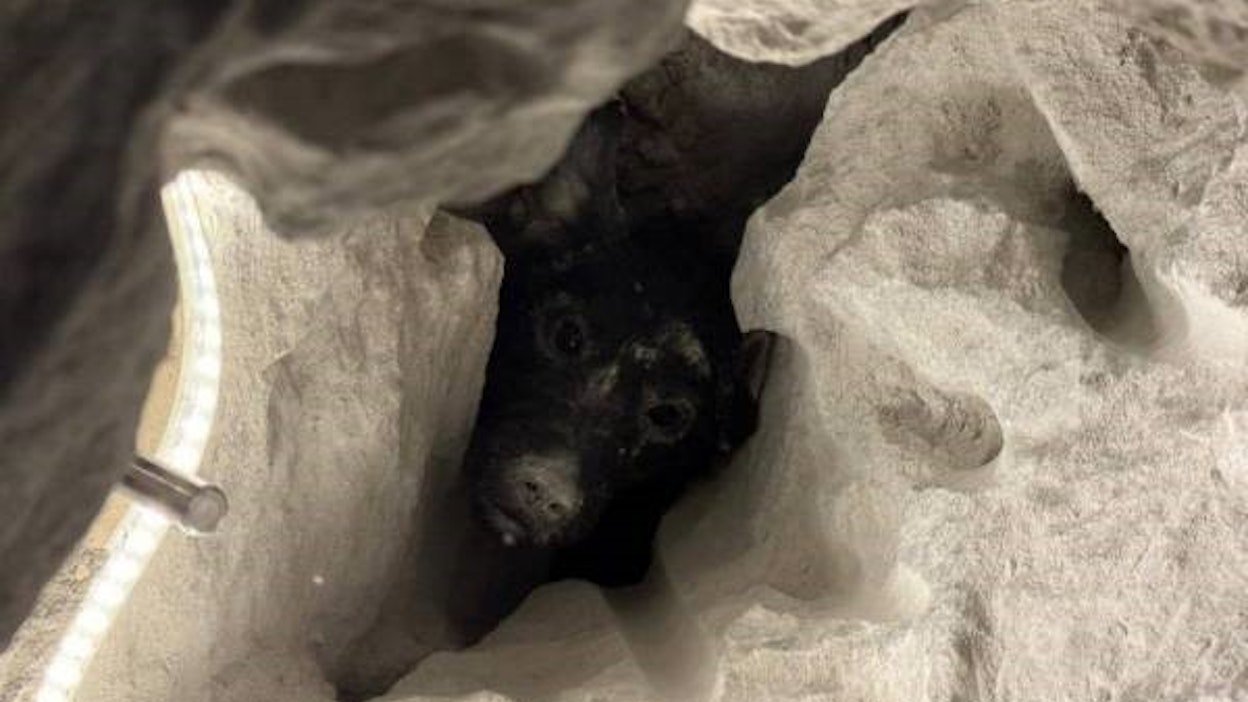 Jarru-koira pääsi onkalosta oltuaan jumissa yli kaksi vuorokautta.