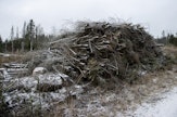 Energiapuuta kertyy kaikkien hakkuiden yhteydessä. 