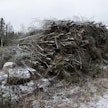 Energiapuuta kertyy kaikkien hakkuiden yhteydessä.