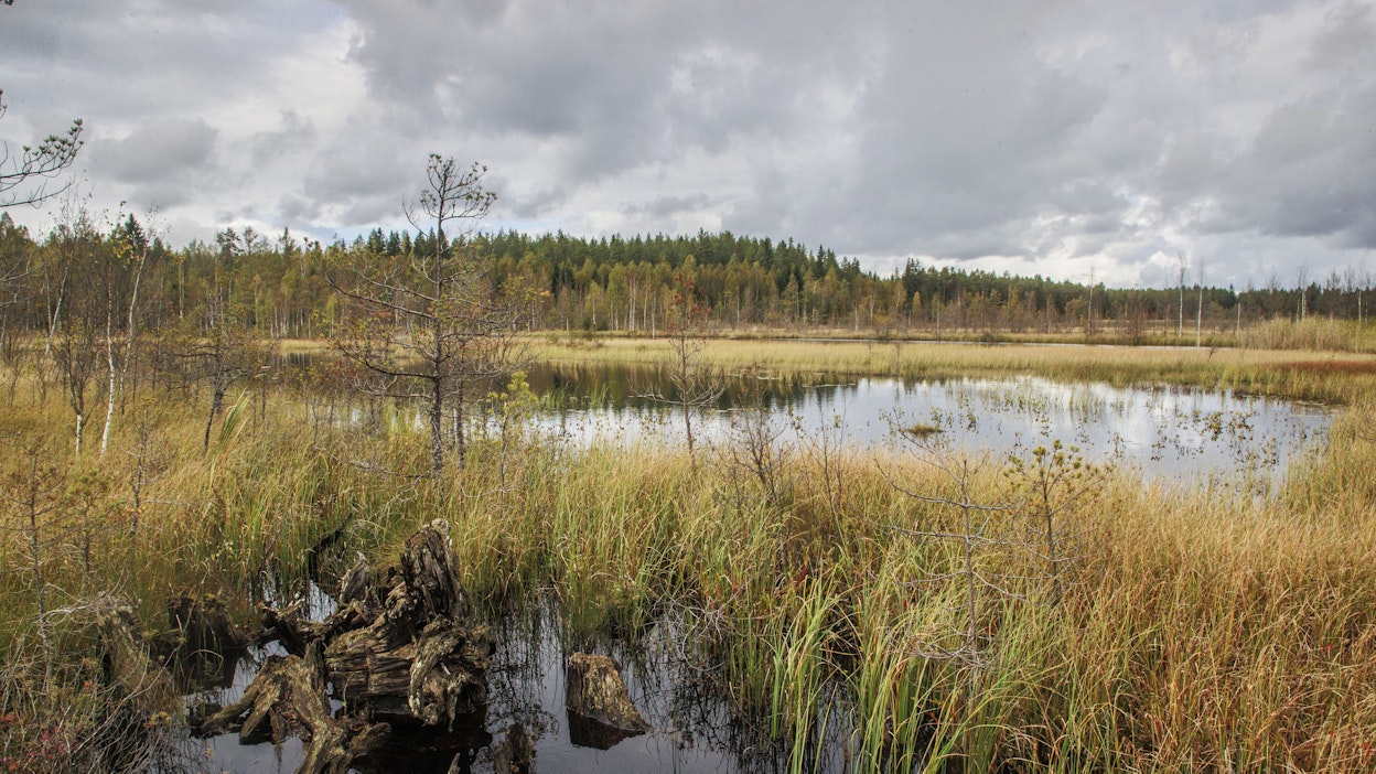 Ennallistettu turvepelto. Kuvituskuva.