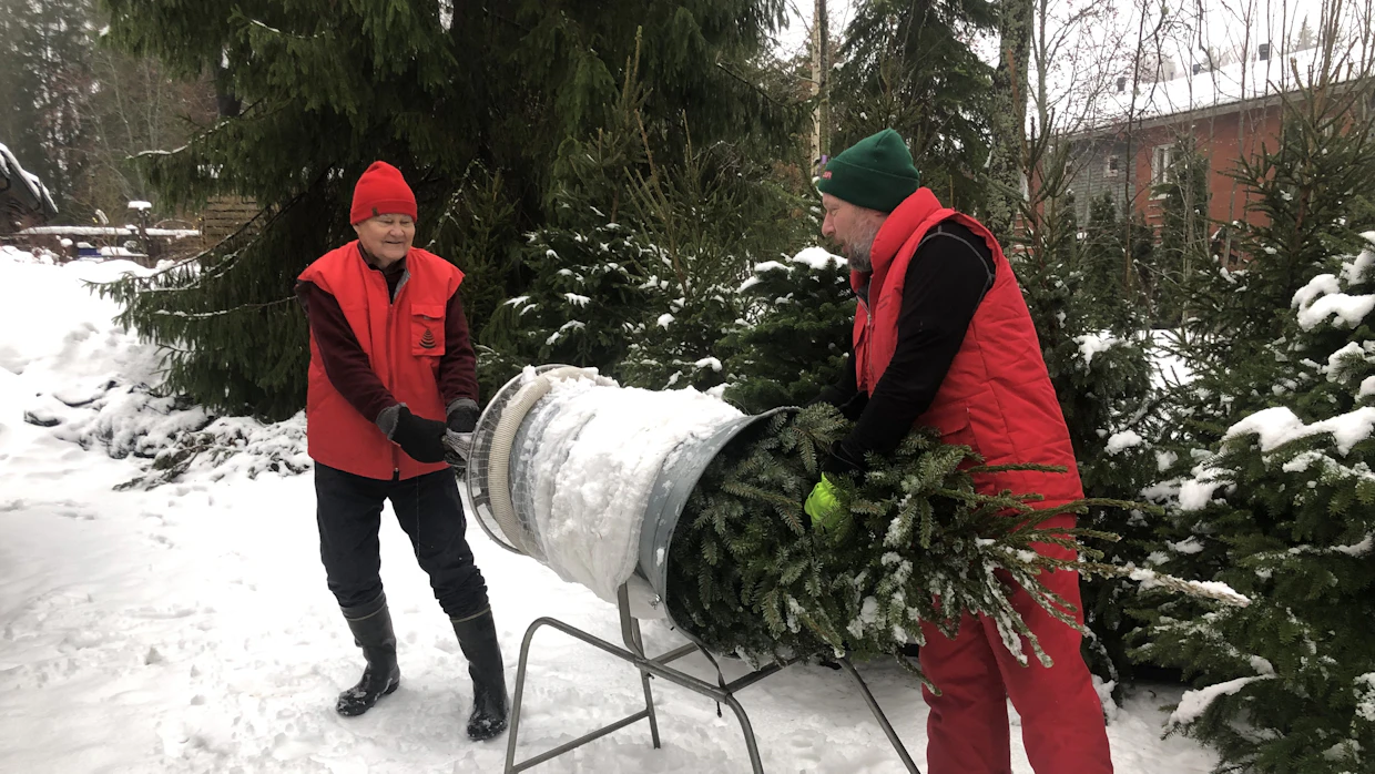 Seppo Hartikaisen apuna kuusta pukkaa pussiin vävy Iiro Pukkala.