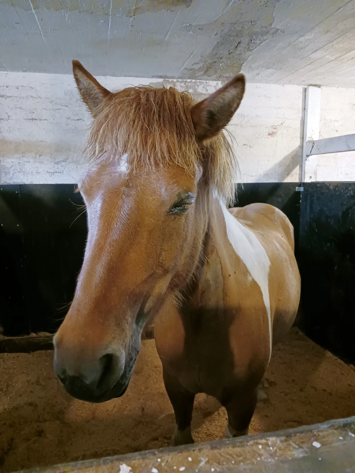 Muutama tunti sähköiskun jälkeen Dísa oli karsinassaan vielä pökerryksissä. Eläinlääkäri oli nesteyttänyt hevosta ja antanut sille kipulääkkeen.