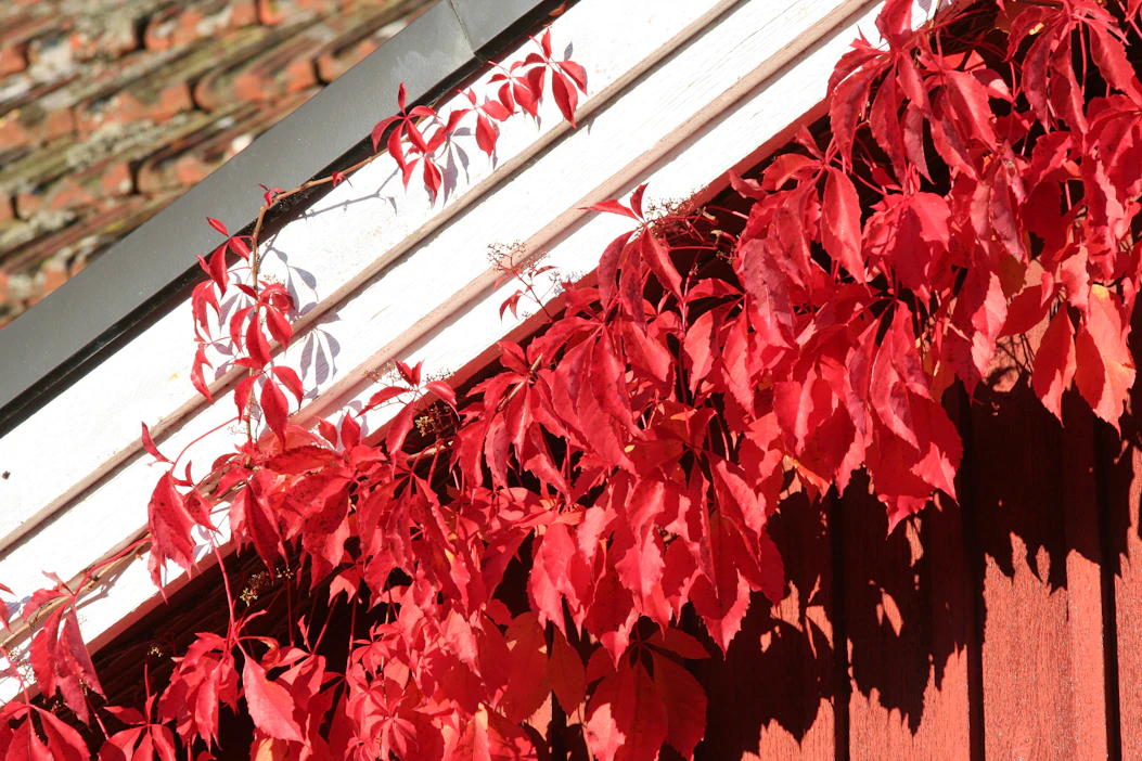 Leiskuvan syysvärin saava imukärhivilliviini ( <em id="emphasis-4cdec5fa4d6a9fdddf9a8c800b051d5b">Parthenocissus quinquefolia</em> ) voi kiivetä helposti 6–8 metrin korkeuteen.