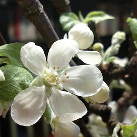 Omenapuun hyödetyt kukat tuovat kevään tullessaan.