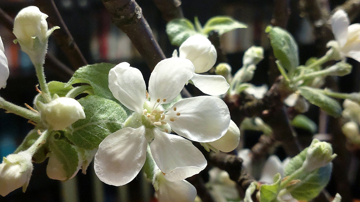 Omenapuun hyödetyt kukat tuovat kevään tullessaan.