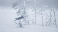 Korpilla on vaikeuksia tasapainoilla lumimyräkän riepoteltavana.