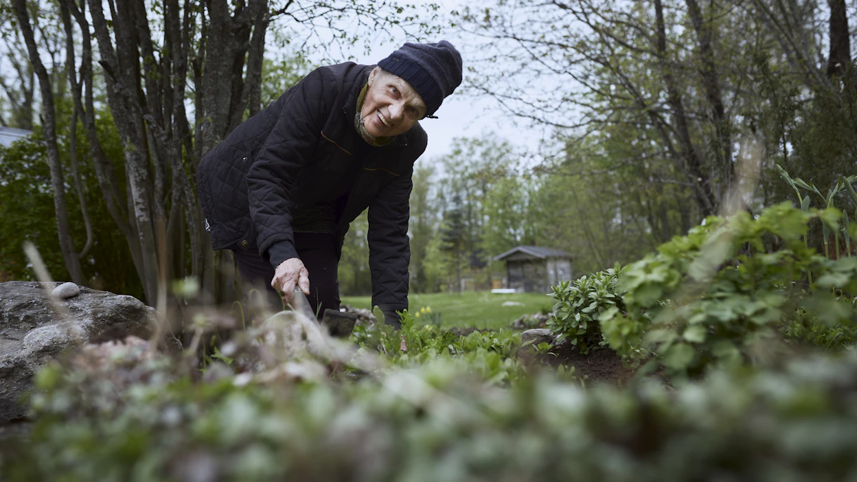 Runoilija puutarhassaan. Keväästä syksyyn Eeva Heilala vietti paljon aikaa puuhastellen rakkaassa puutarhassaan.