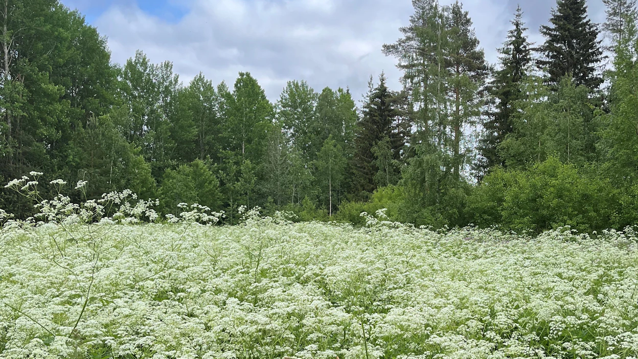 Osa lohkoista oli ollut arvioiden mukaan viljelemättömiä useampina vuosina. Kuvituskuva, ei liity tapaukseen.