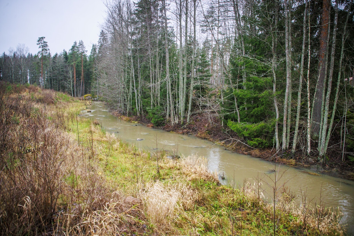 Veteen on paikoin aseteltu isoja kiviä, joilla on haettu virtausvaihtelua ja kaloille lepopaikkoja. Veden vasemmalla puolella näkyy tulvatasanne.