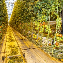 Kauppapuutarhaliiton Niina Kangas arvioi, että tulevana talvena kotimaista tomaattia on kyllä saatavilla, mutta vähemmän kuin tavalllisesti.