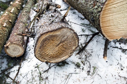 Juurikäävän aiheuttama laho voi pienentää merkittävästi hakkuutuloja.