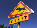 Hirvikolarin riski on suurin syys-lokakuussa. VESA MOILANEN / LEHTIKUVA. 