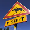 Hirvikolarin riski on suurin syys-lokakuussa. VESA MOILANEN / LEHTIKUVA.