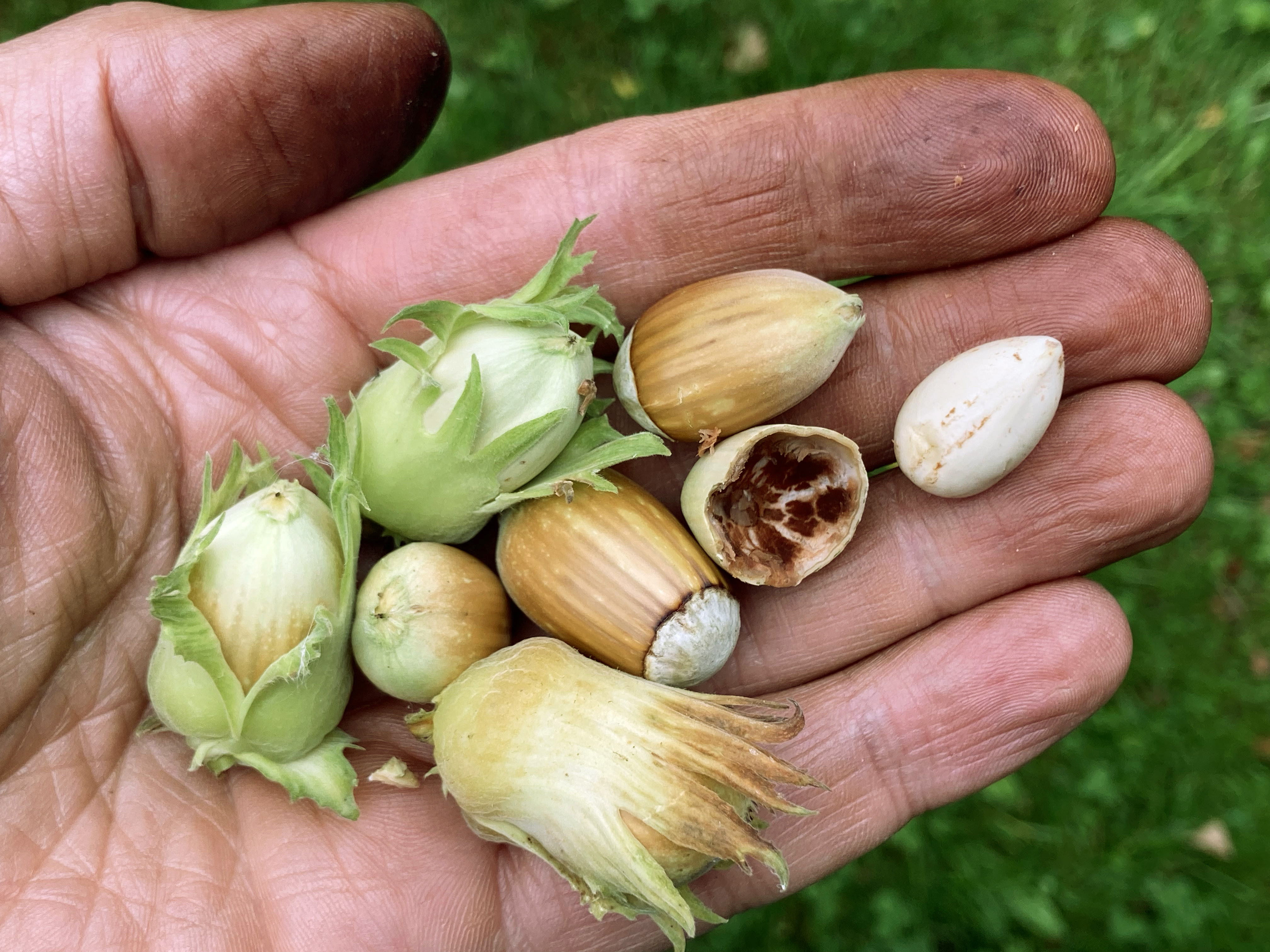 Pähkinäpensaan pähkinät ovat yleensä valmiita kerättäviksi syksyllä. Kuvassa hasselpähkinälajike Cosfordin satoa.